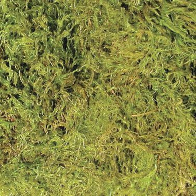 How to prepare Pangea Sphagnum Moss for your reptile habitat. 