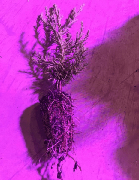 CKKPRODUCTSLLC - Giant Sequoia - Military & First Responder Discounts ...